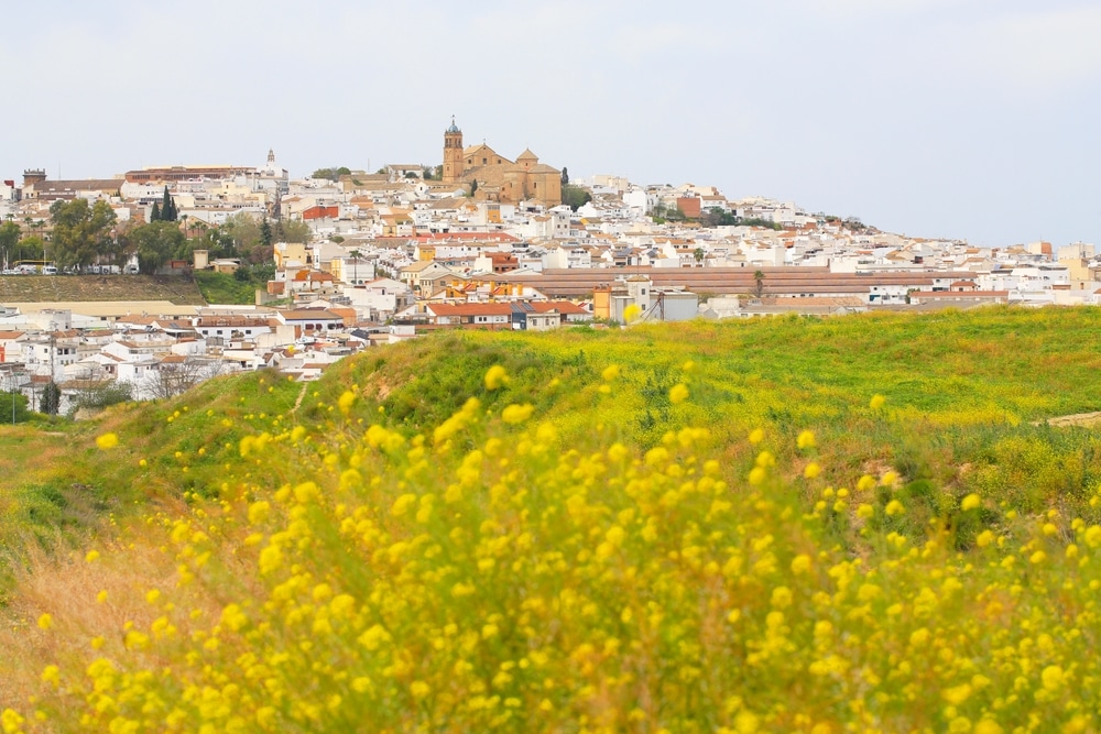 bonito paisaje de montilla