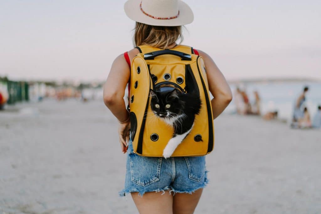 Viajar con mascota